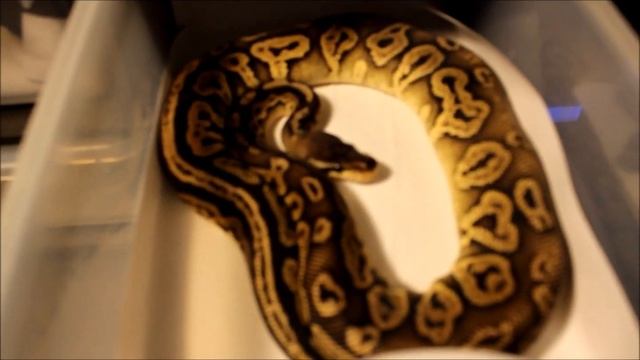 Ball Python Collection Update смотреть онлайн