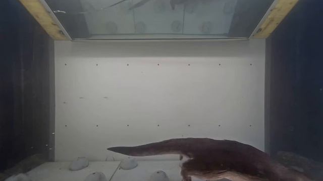 An otter passing the FishCam-Tunnel смотреть онлайн