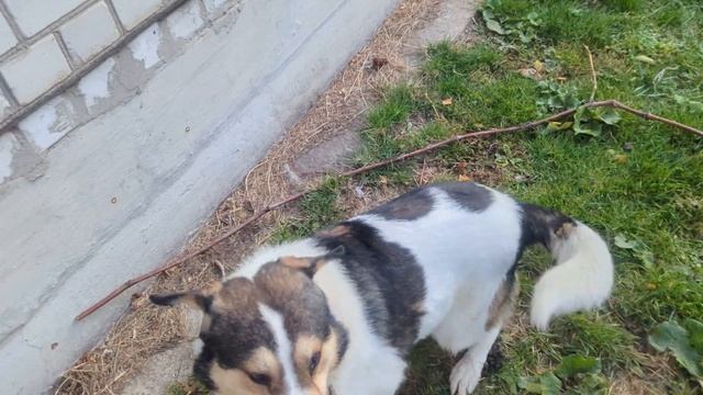 31 октября. Двор моего дома и мои животные смотреть онлайн