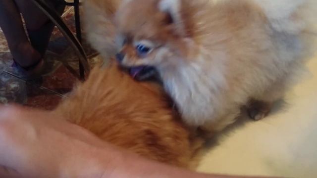 Померанский карликовый шпиц (Pomeranian), Снуппи и рыжий котэ 2 смотреть онлайн