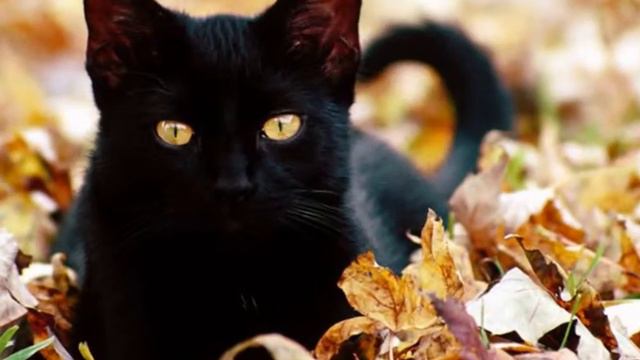 Домашние животные. смотреть онлайн