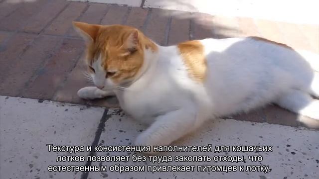 Откуда кошка знает, как пользоваться лотком смотреть онлайн
