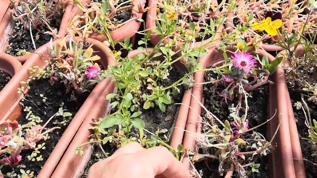 Минусы мезембриантемума