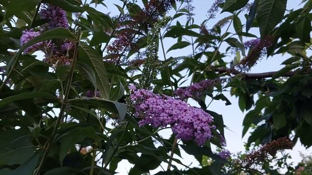 Будлеї в Саду? смотреть онлайн