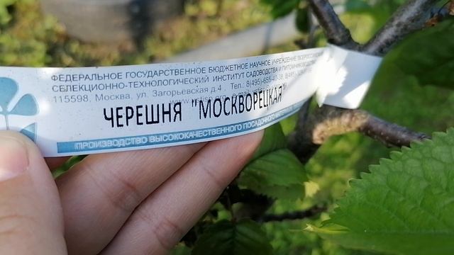 Черешни завязали ягодки