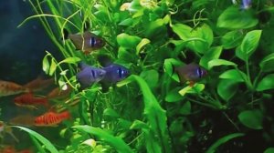 Aquarium. Black phantom and erythrozonus.