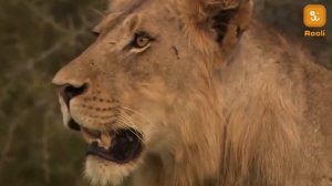 Львы в дикой природе: Их поведение и образ жизни