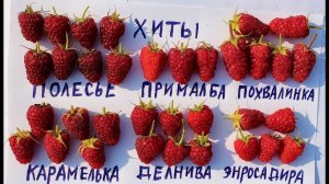 Малина Прималба, Делнива, Похвалинка, Карамелька лучшие ремонтантные сорта