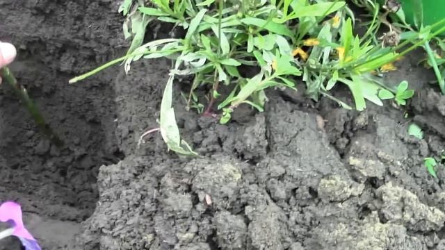 Как посадить розы из БУКЕТА черенками смотреть онлайн