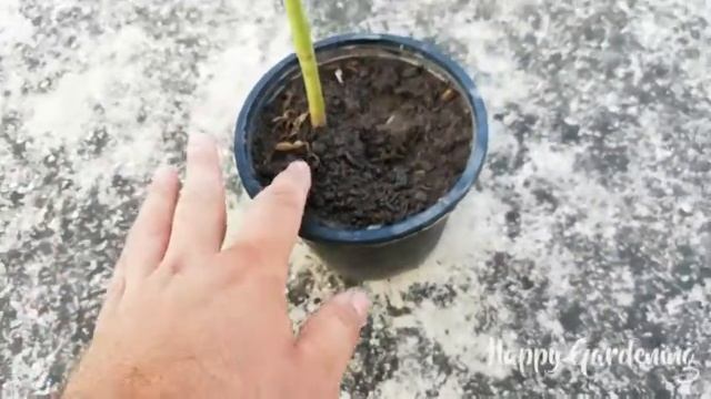 Growing Low Maintenance Summer Flowering Plant Sunflower (Helianthus Annuus)