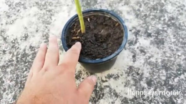 Growing Low Maintenance Summer Flowering Plant Sunflower (Helianthus annuus)