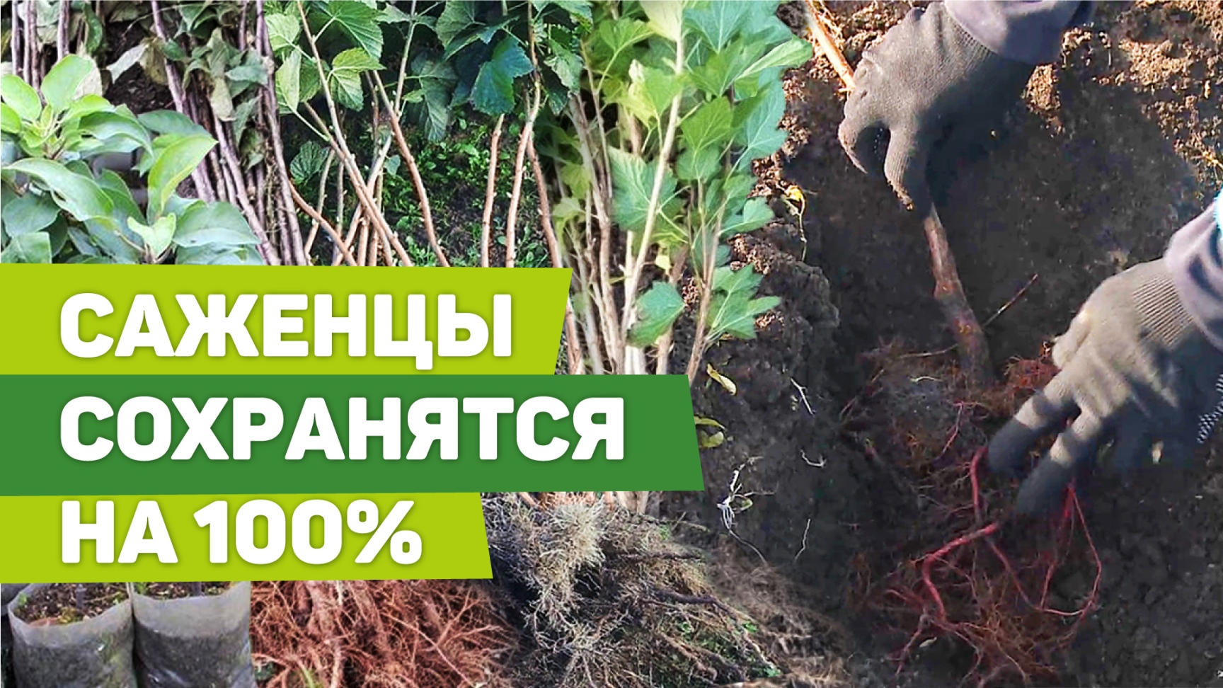 КАК СОХРАНИТЬ САЖЕНЦЫ ДО ВЕСЕННЕЙ ПОСАДКИ. Делаем прикоп по всем правилам смотреть онлайн