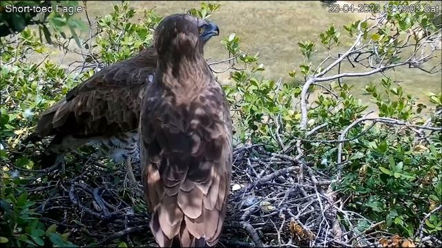 Змееяд(Circaetus gallicus) 23042022 Израиль смотреть онлайн
