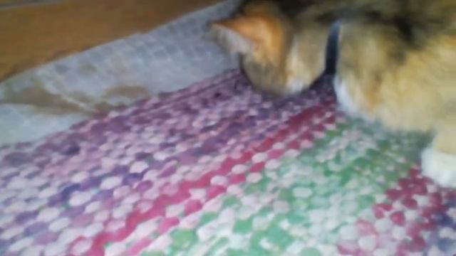 Кошка поймала мышку и съела смотреть онлайн