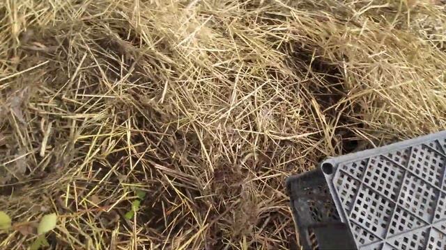 ежевика,итог зимовки Аропахо и Свит Пай осенней посадки смотреть онлайн