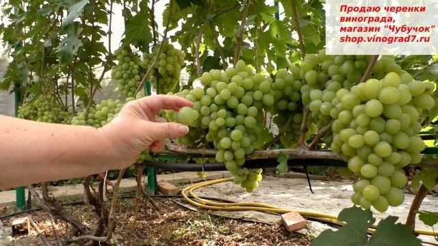 Одна из лучших летних форм винограда - ВАЛЕК, с приятным мускатом ягод и огромными гроздями! смотреть онлайн
