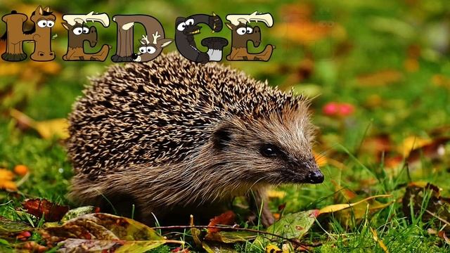 Learn To Spell Forest Animals With Alphabetimals/ Forest Animals For Kids /deletrear Animales Ingle