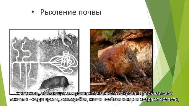 Краткий видеоурок "Животный мир Земли" смотреть онлайн