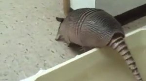 Броненосец принимает ванну.