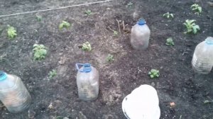 КАК ПЕТУНИЯ  РЕАГИРУЕТ НА ПОНИЖЕНИЕ ТЕМПЕРАТУРЫ.КАКИЕ ЦВЕТЫ  НЕ СПЕШИТЬ ВЫСАЖИВАТЬ В ОТКРЫТЫЙ ГРУНТ