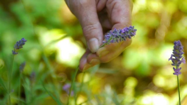 Maintaining & Pruning Shrubs : How To Grow Lavandula Angustifolia