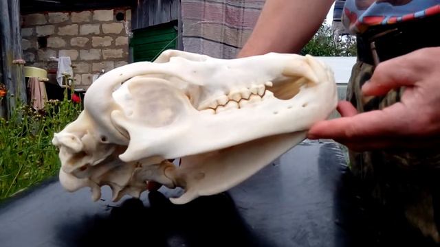 чупакабра смотреть онлайн