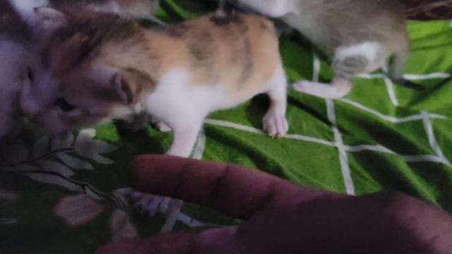 They Killing Kittens 🫣