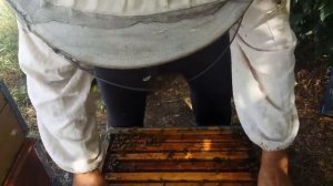 Медосбор на подсолнухе в деревянных ульях