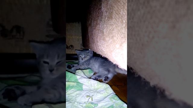 Маленький рассказ о кошки Муси смотреть онлайн