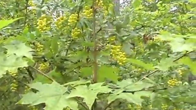 Барбарисово цветение 07 may2016 barbaris смотреть онлайн