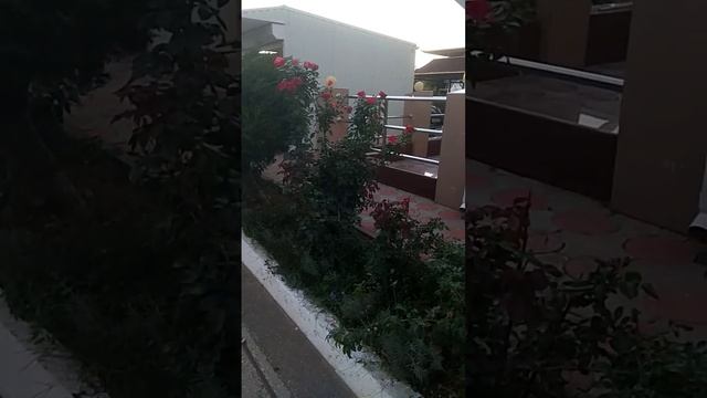 РОЗЫ 24 СЕНТЯБРЯ НИКОЛАЕВКА смотреть онлайн