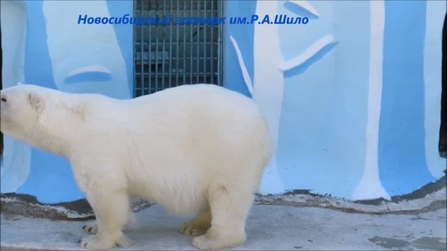 Раннее утро у мишек 09.07.2021 смотреть онлайн