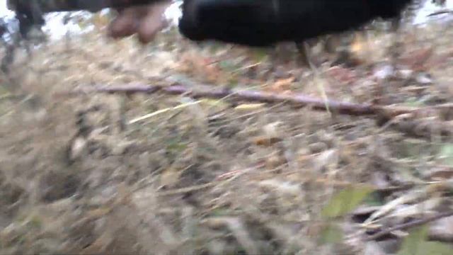 Обрезка Ежевики смотреть онлайн