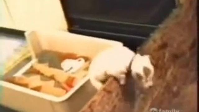 умные собаки приколы смотреть онлайн