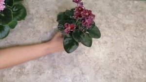 Обзор фиалок АВ-Сердце матери и НК-Счастье есть