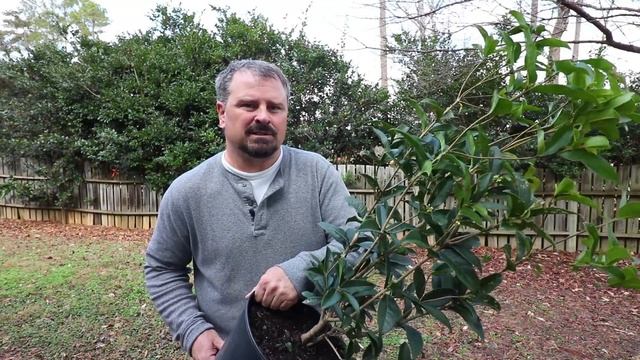 How to grow Fragrant Tea Olive - Osmanthus Fragrans - Guìhuā смотреть онлайн