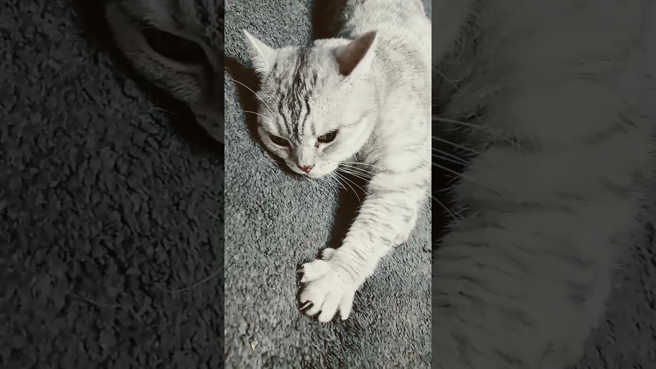 Котенок или деньги? смотреть онлайн