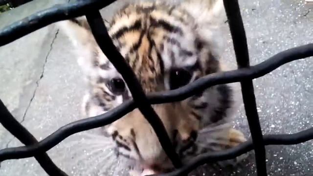 Тигренок в "Сказке" Ялта Крым смотреть онлайн