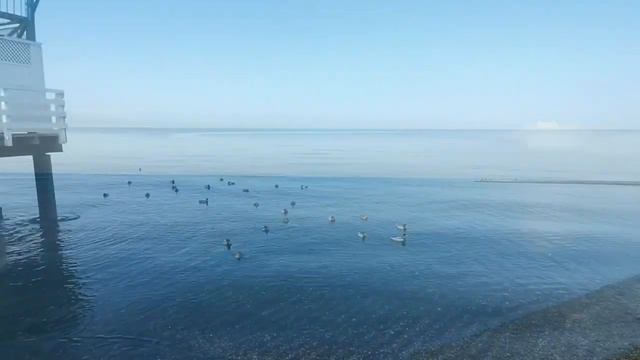 #утро на #море #тишина ... и только #уточки плавают смотреть онлайн
