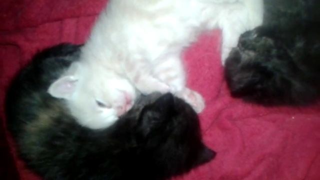 Что снится котятам? Спит с открытыми глазами!!!!! смотреть онлайн