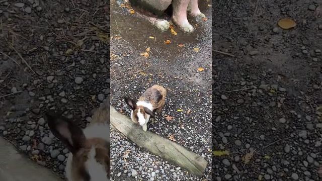 Bali Safari and Marine Park in 2021 so funn!!! смотреть онлайн