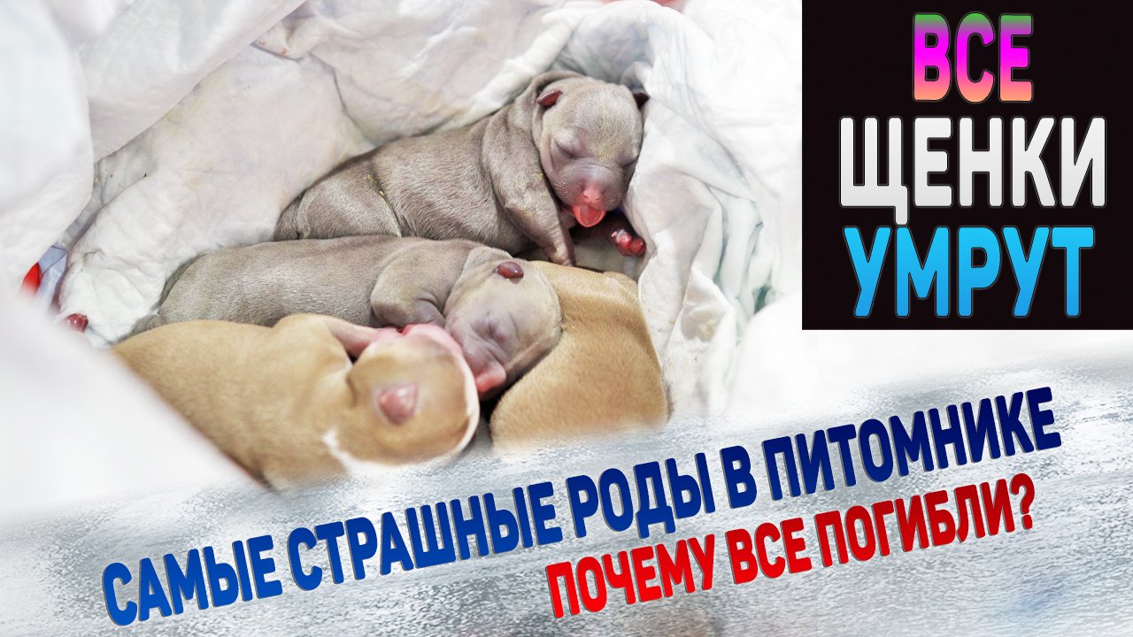 Все щенки погибнут... Жалко до слез! смотреть онлайн