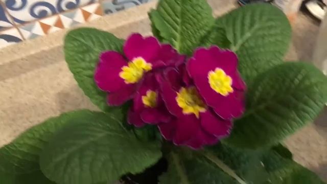 Спасибо мужу❤️ смотреть онлайн