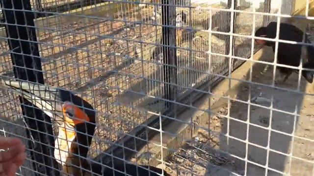 Прикольная птица кафрский ворон Southern Ground Hornbill смотреть онлайн