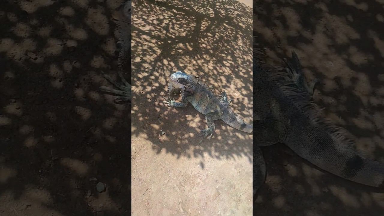 Огромный ящер - неожиданная встреча в отеле на Карибах смотреть онлайн