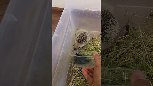 ушастый еж ест жуков смотреть онлайн