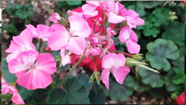 Как собрать семена герани? смотреть онлайн