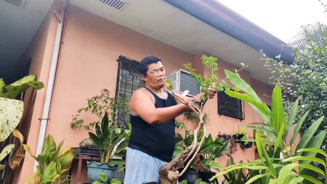 HOW TO GROW BOUGAINVILLEA BONSAI, BOUGAINVILLEA BONSAI, BOUGAINVILLEA BONSAI REPOTTING BONSAI UPDAT смотреть онлайн