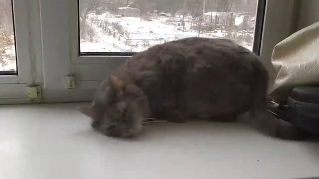 Когда тебя колбасит! Пьяный кот. смотреть онлайн