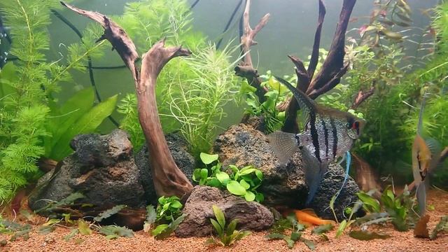 Быстрый запуск аквариума #аквариумистика #аквариумистика #aquarium #аквариумдома смотреть онлайн
